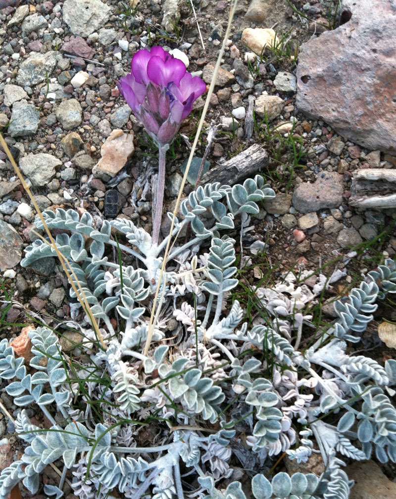 Utah flower