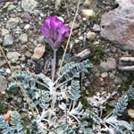 flower rock contrast