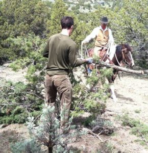 Our own "fuel reduction" project. Spring, 2014. Horses helped haul juniper to chipper.